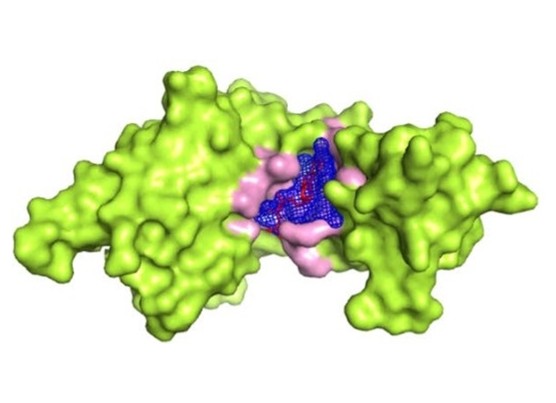 Protein–Ligand Docking service