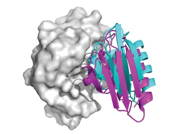 Protein–Ligand Docking service