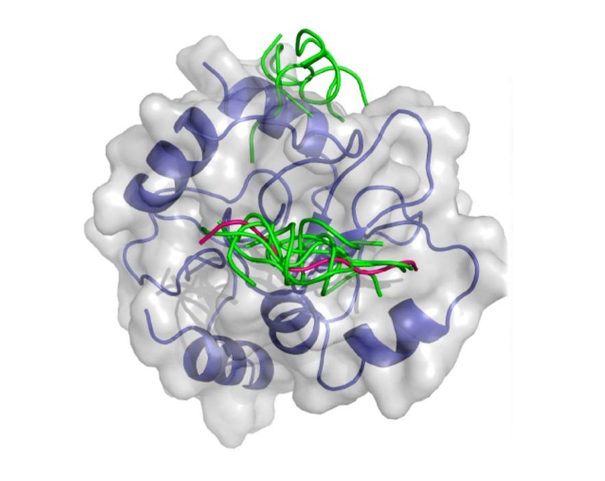 Protein–Peptide Docking service