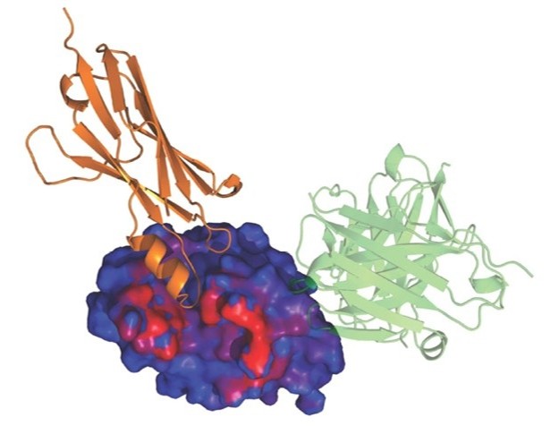Antibody–Antigen Docking service