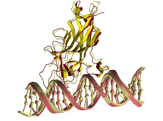 Protein–Nucleic Acid Docking service