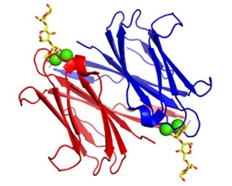 Protein–Carbohydrate Docking service