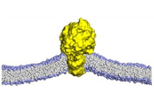 Protein–Lipid Docking service