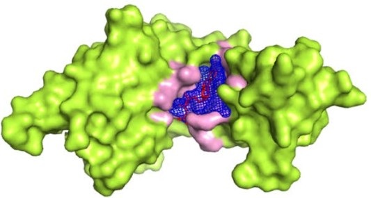 Protein–Ligand Docking