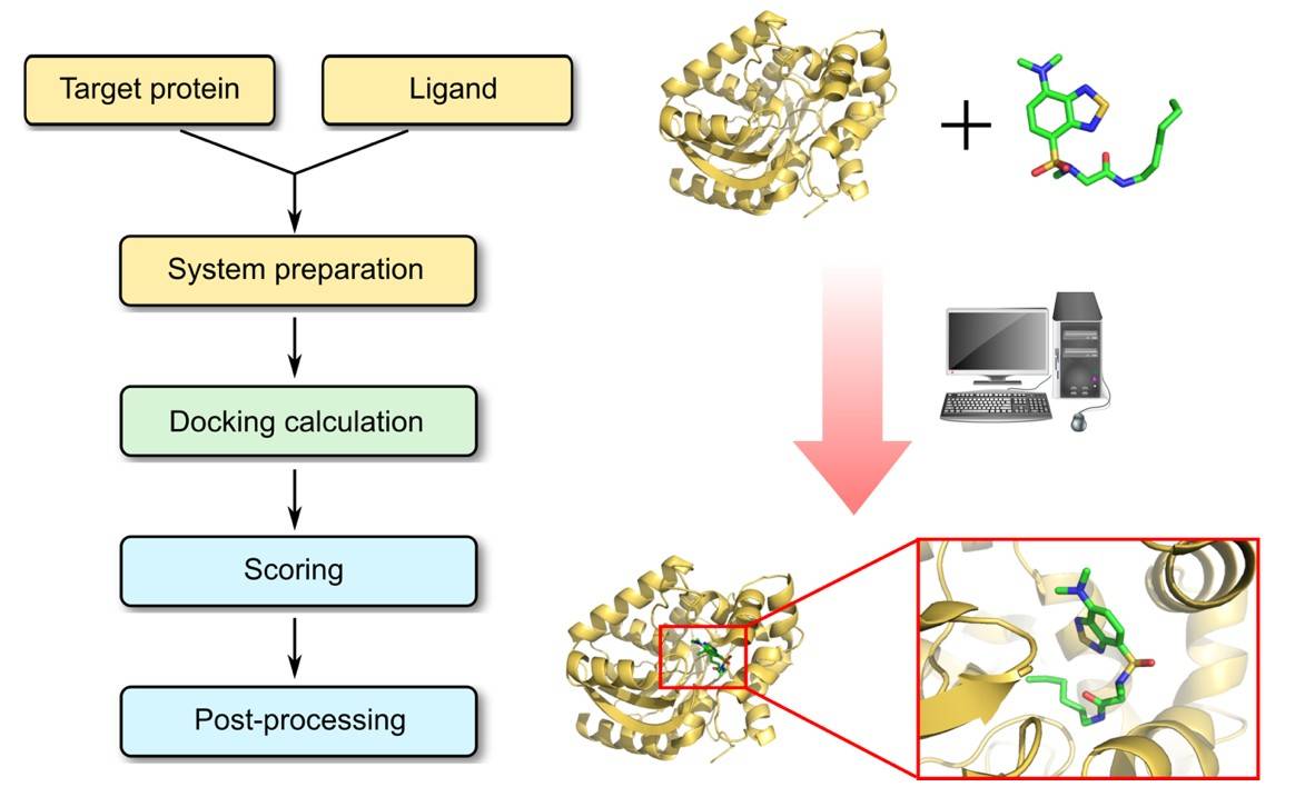 Protein–Ligand Docking Workflow