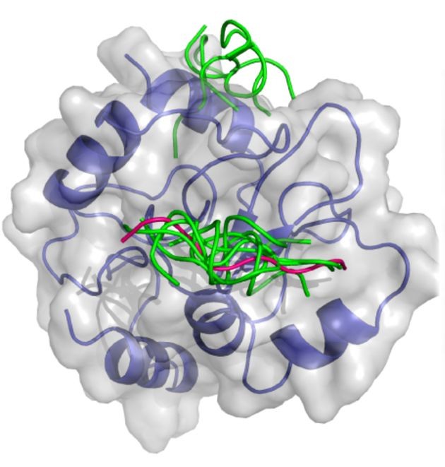 Protein–Peptide Docking