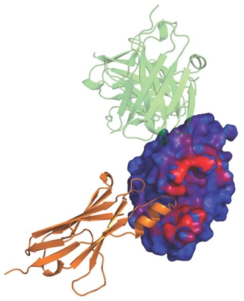 Antibody–Antigen Docking