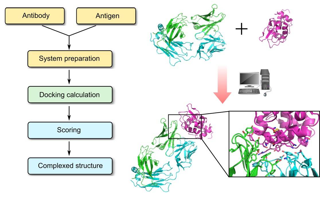 Antibody–Antigen Docking Workflow