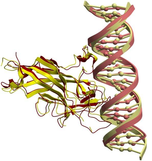 Protein–Nucleic Acid Docking