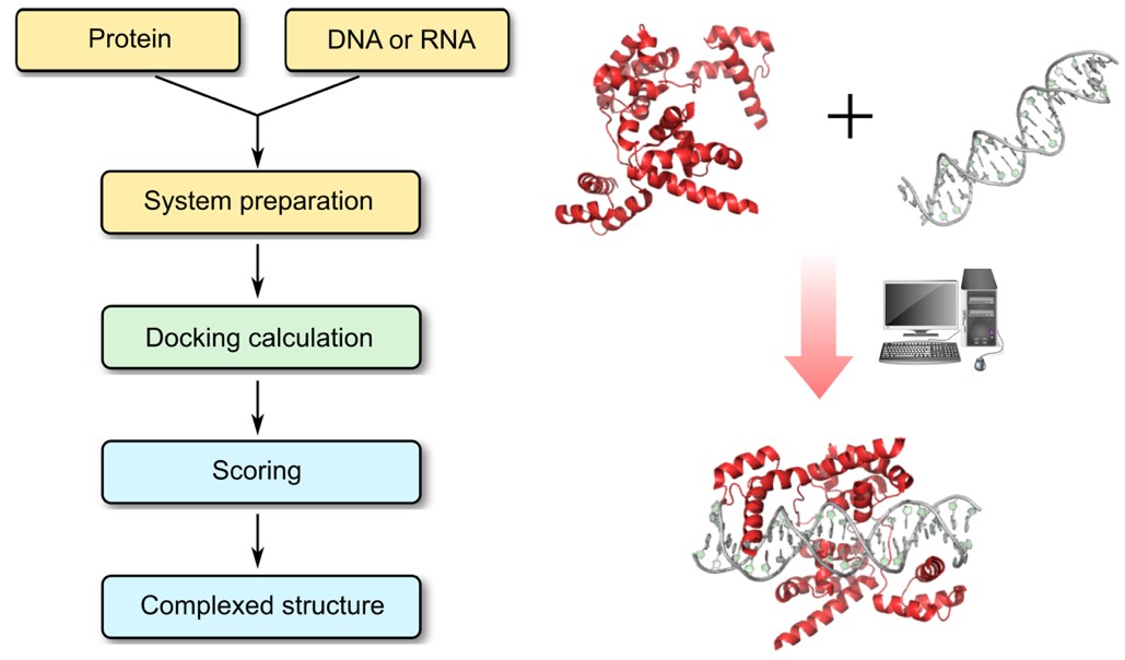 Protein–Nucleic Acid Docking Workflow