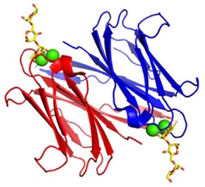 Protein-Carbohydrate Docking Service
