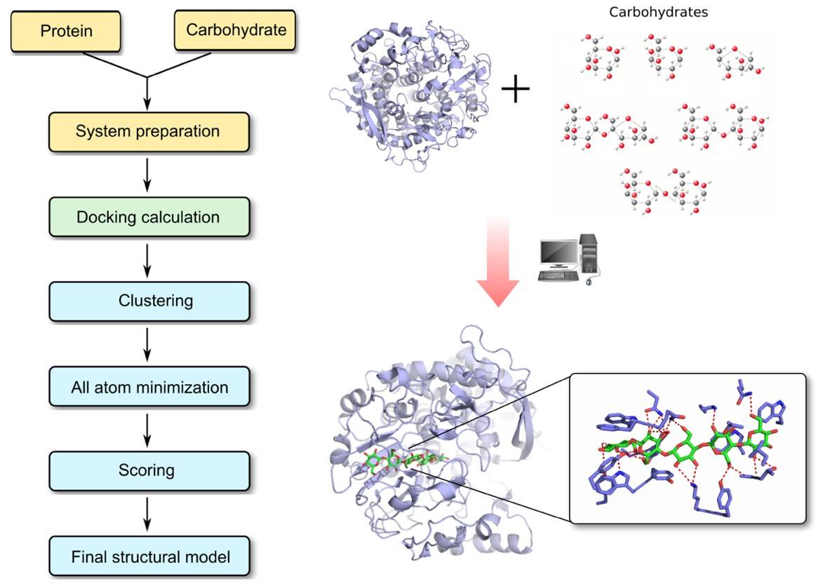 Protein-Carbohydrate Docking Workflow
