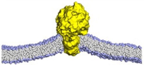 Protein–Lipid Docking service illustration