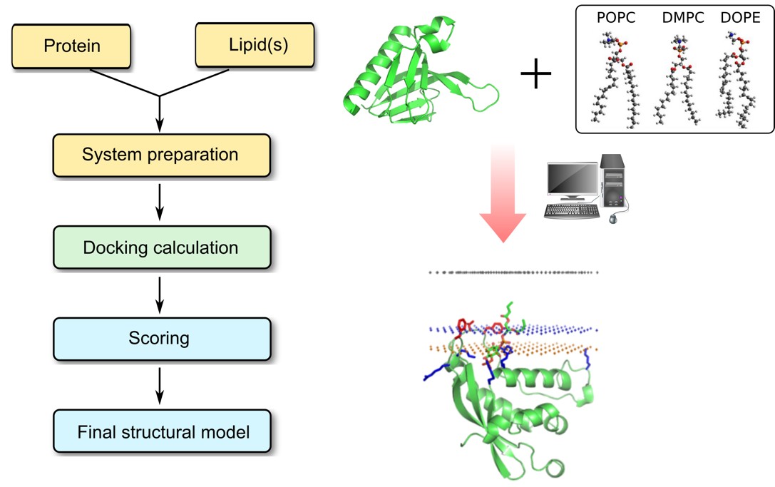 Protein–Lipid Docking workflow overview