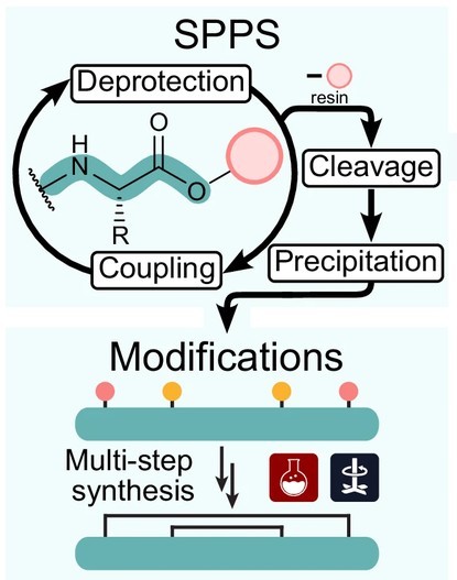 Custom peptide synthesis overview, Zero et al., 2025