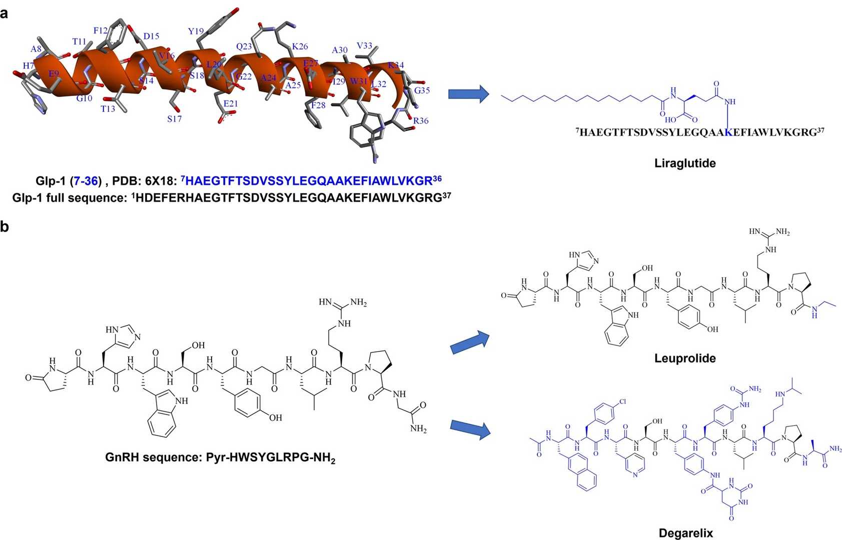 Therapeutic peptides: current applications and future directions