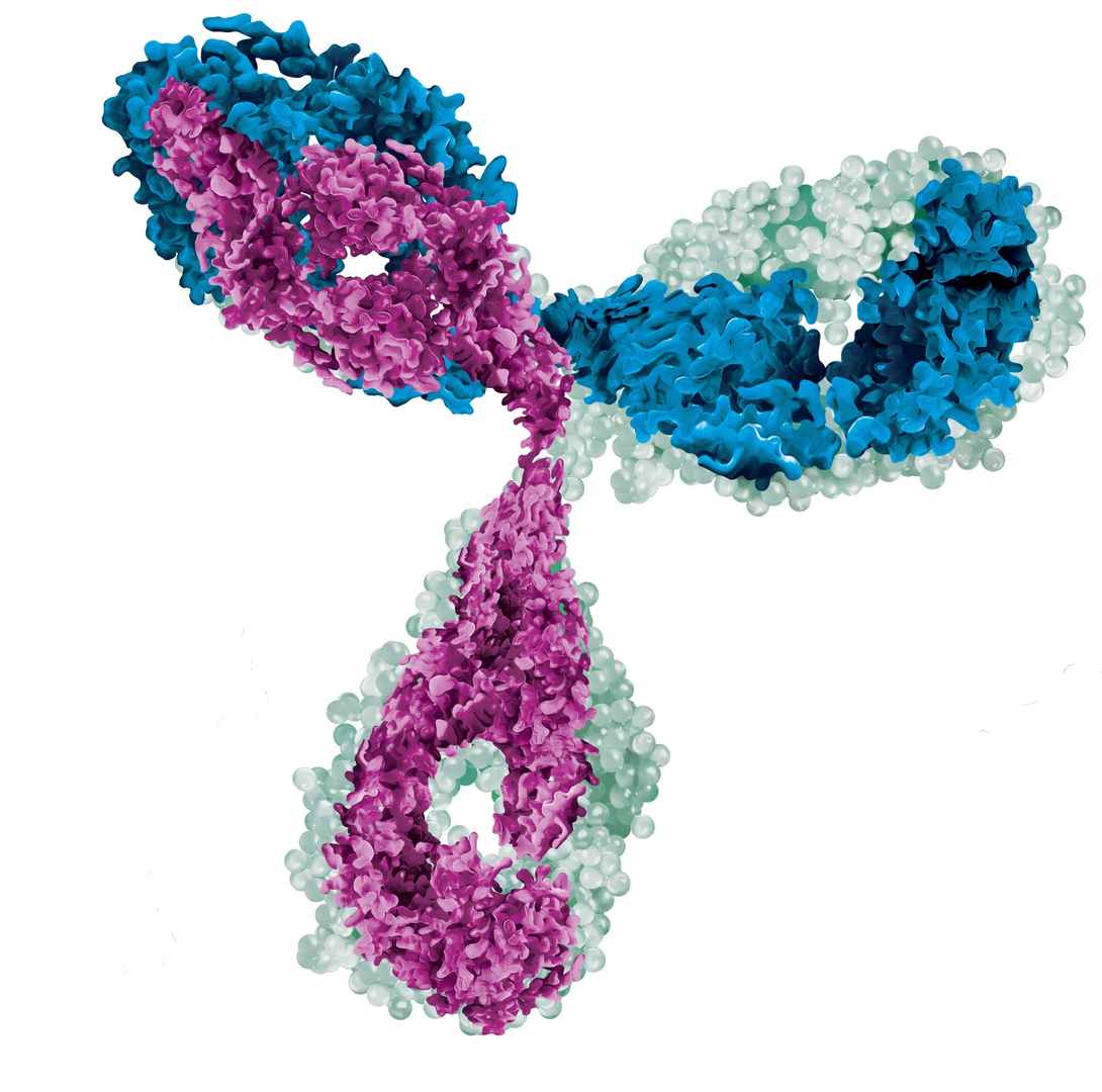 Antibody structure modeling and computational antibody design