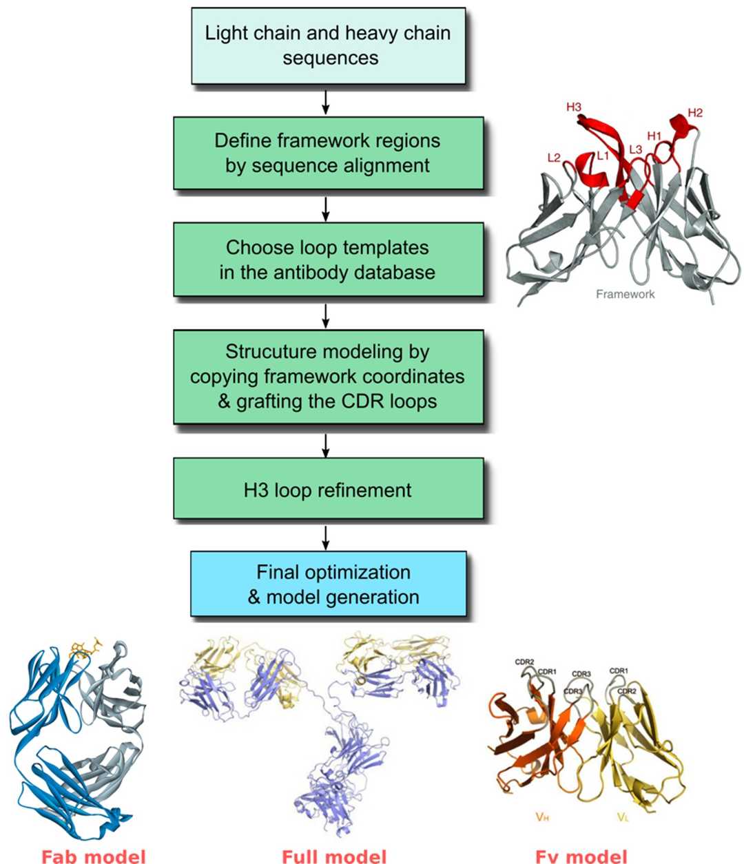 Workflow for predicting antibody structures using computational modeling