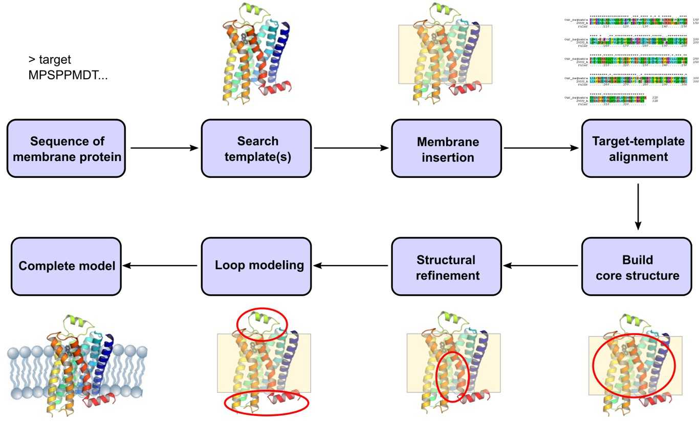 Membrane protein modeling pipeline from sequence alignment to structure refinement