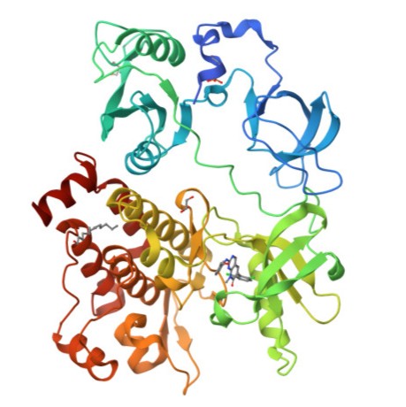 Fusion protein structure modeling and computational design