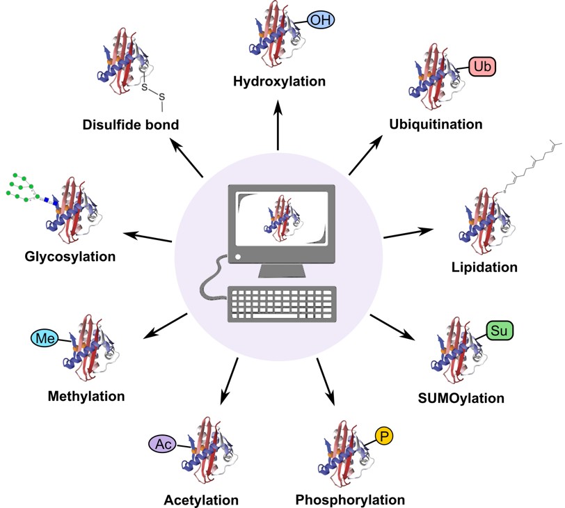 Computational modeling of post-translational modifications