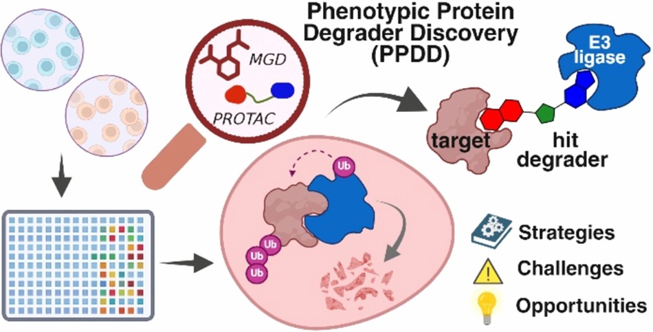 Protein degrader discovery services for targeted protein degradation (Ding et al., 2025)