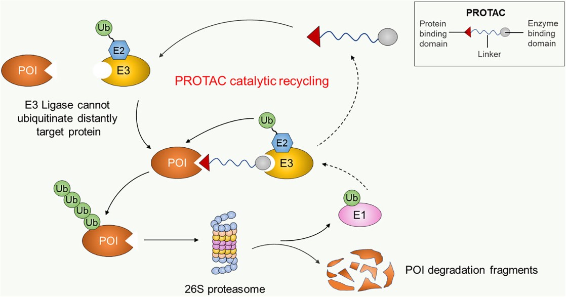 Mechanism of PROTAC-mediated targeted protein degradation