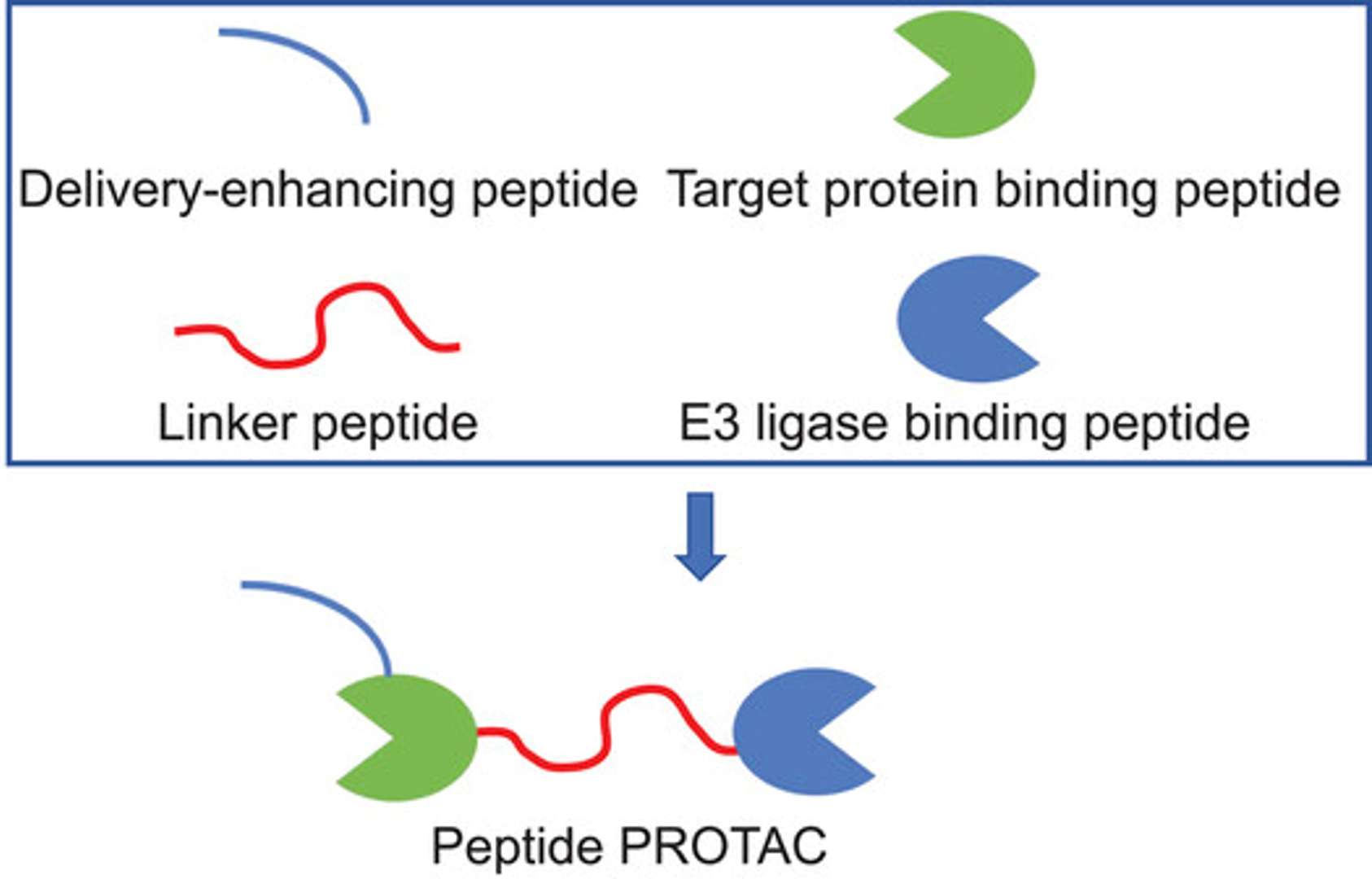 The schematic diagram of peptide protein degrader