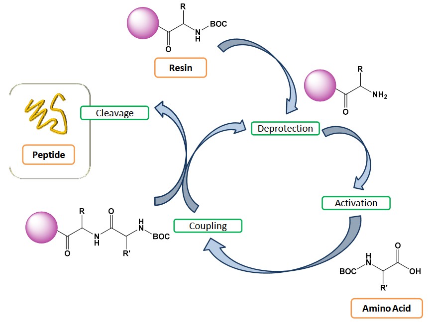 General scheme of solid-phase peptide synthesis