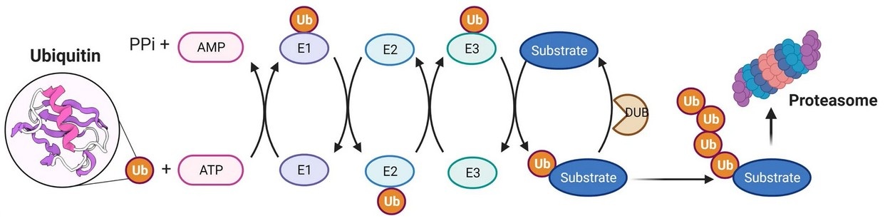 E3 ligase ubiquitination cascade