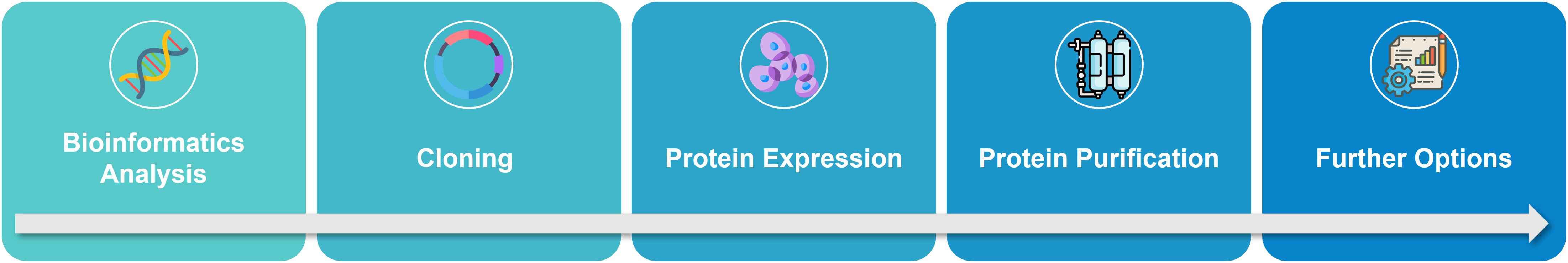 Workflow of E3 ligase or target proteins expression and purification service