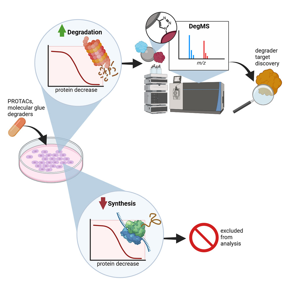 Degradome analysis to identify direct protein substrates of small-molecule degraders, Jochem et al., 2024
