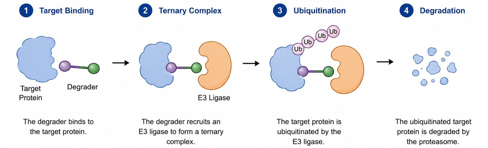 Target Binding to Ternary Complex to Ubiquitination to Degradation workflow