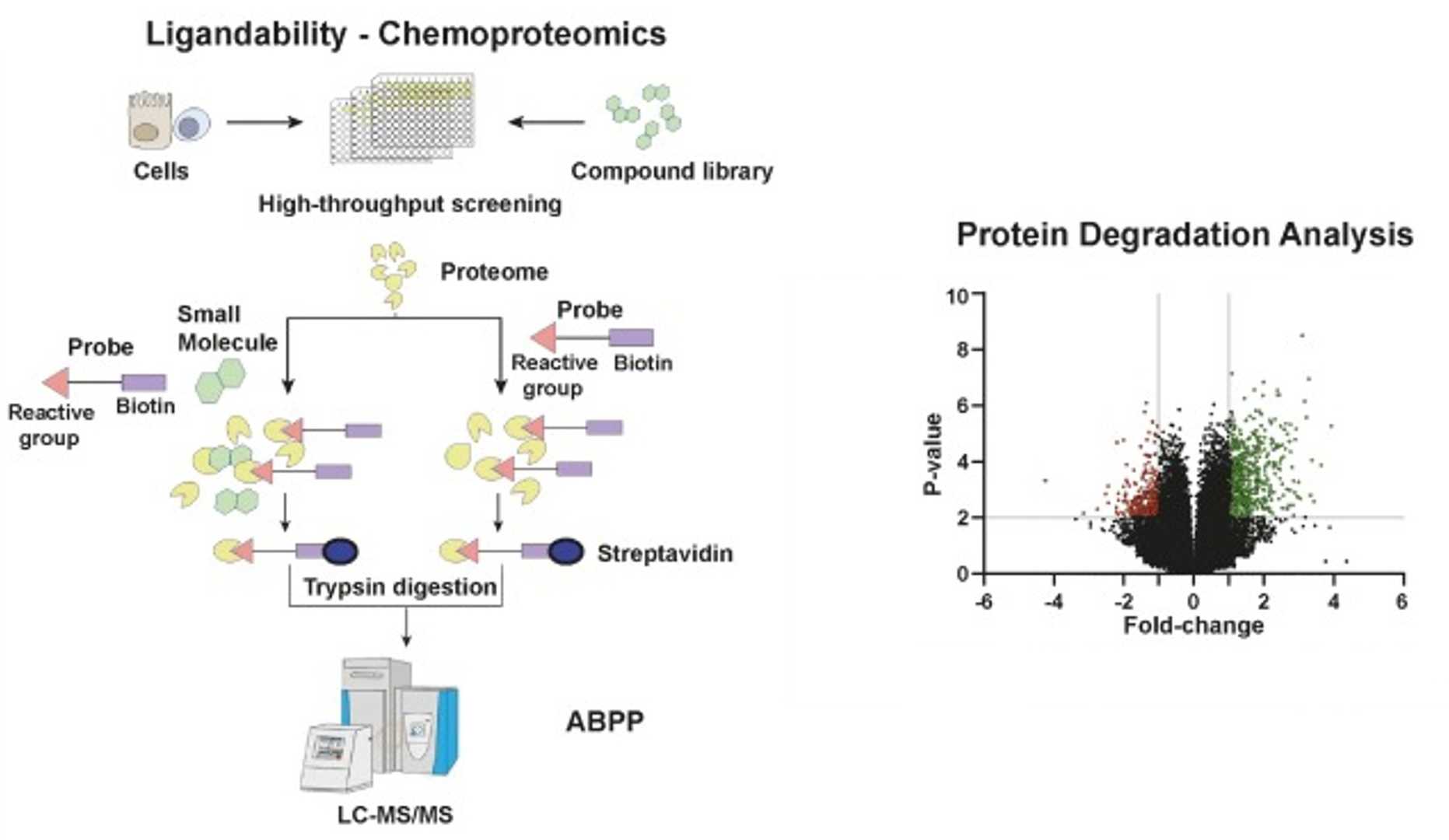 Integrating proteomics in the development and application of TPD