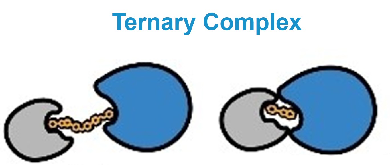 Ternary complex formation services for targeted protein degradation