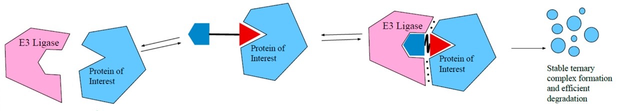 Ternary complex formation in protein degrader mechanism
