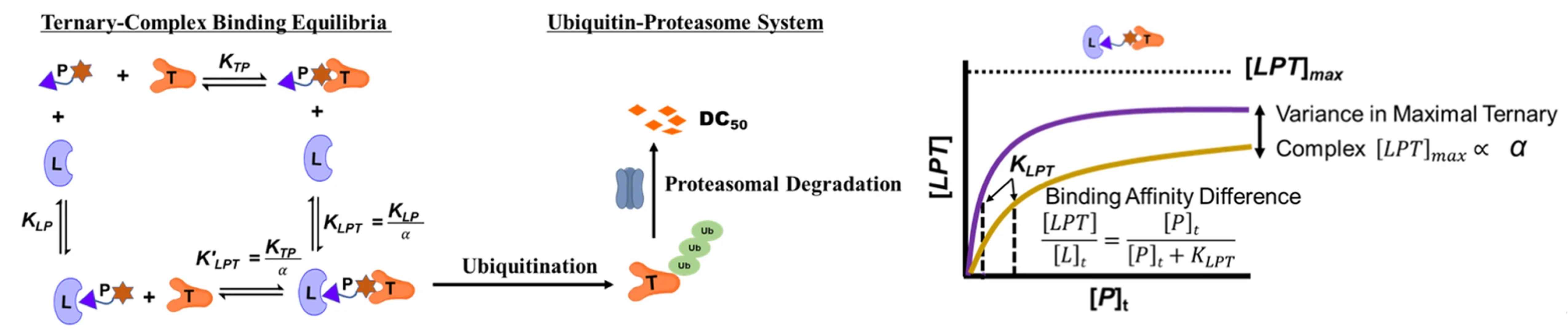 Binding affinity measurement services for protein degrader design