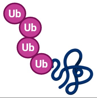 Ubiquitination assay services for targeted protein degradation
