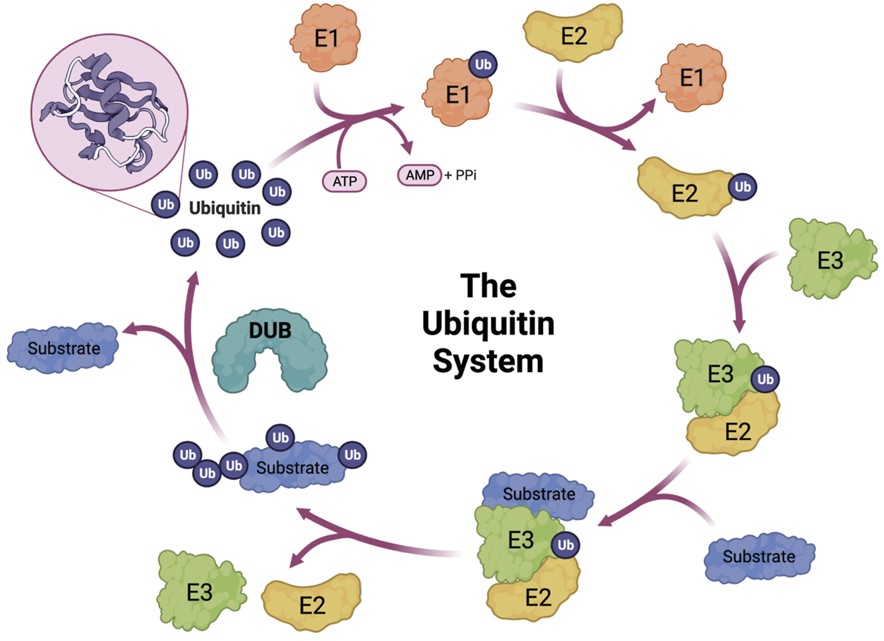 Ubiquitination cascade in targeted protein degradation