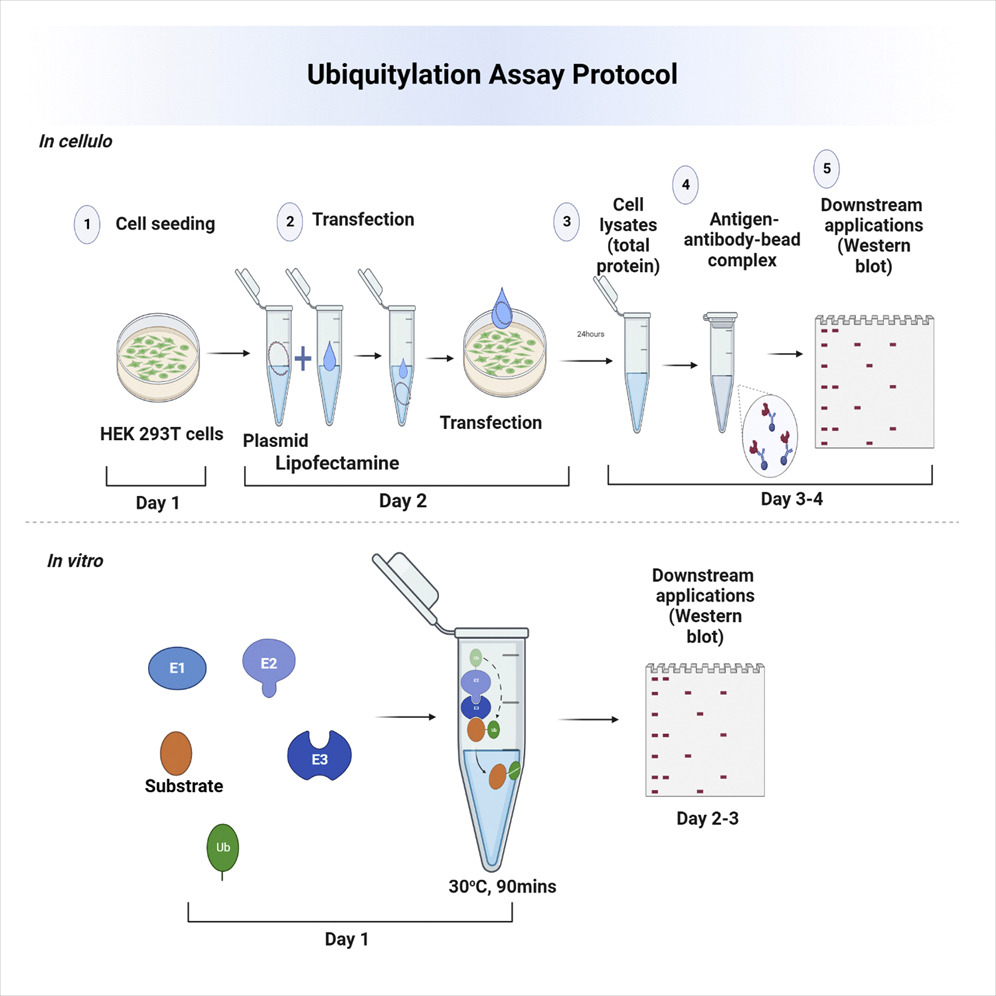 Ubiquitination assay protocol