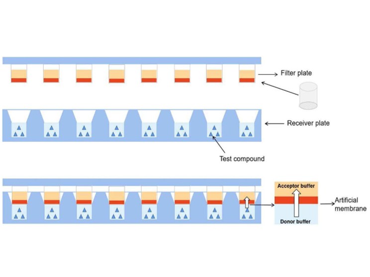 Schematic illustration of parallel artiicial membrane
permeability assay (PAMPA), Huang et al., 2021