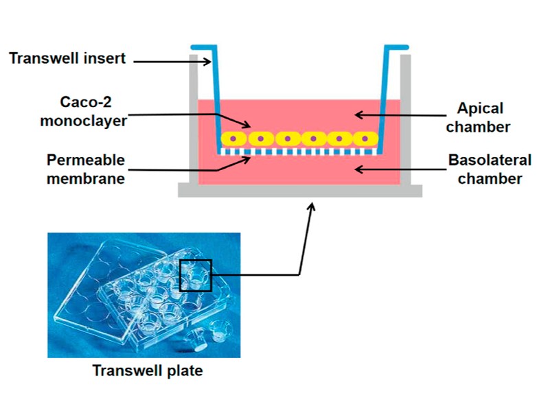 Conventional transwell plate and schematic diagram of Caco-2 cell model, Ding et al., 2021