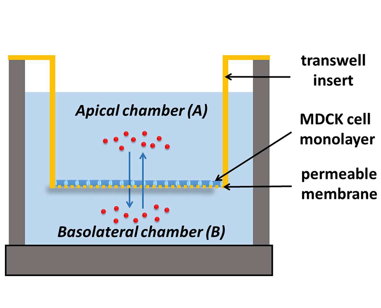 MDCK transwell plate, Freeman et al., 2019