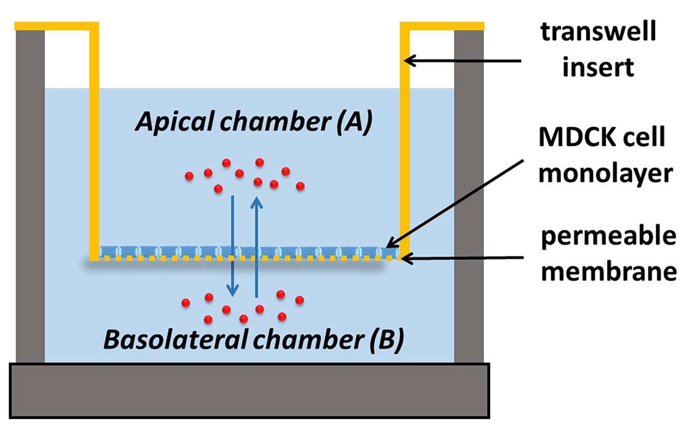 MDCK permeability assay services for membrane transport evaluation