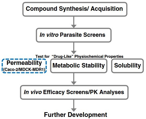 Implementation of cell-based permeability studies in drug development