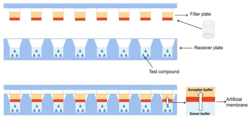 PAMPA artificial membrane permeability assay schematic