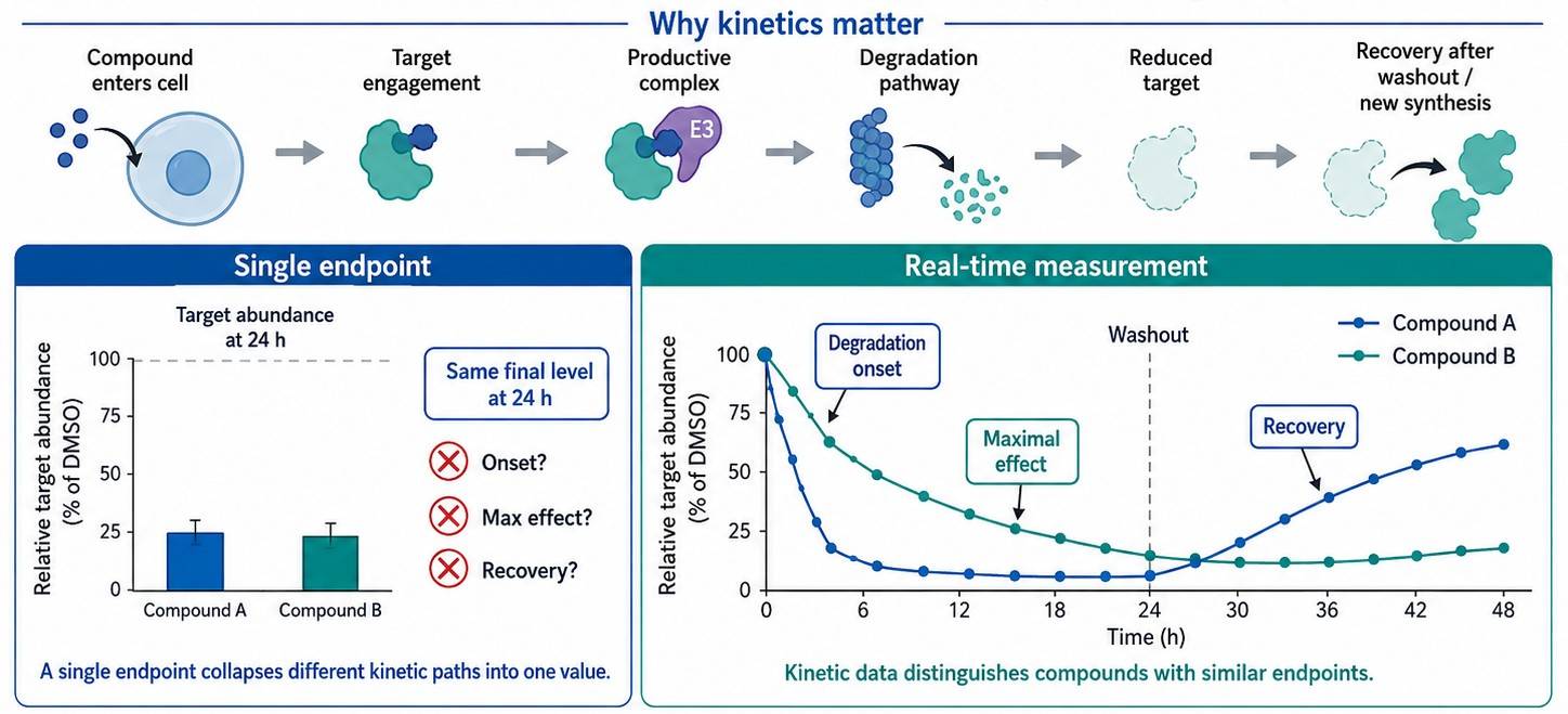 Comparison of endpoint and real-time protein degradation measurements