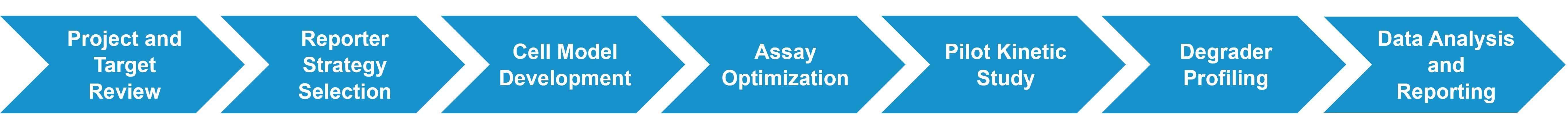 Real-time protein degradation kinetics assay development workflow