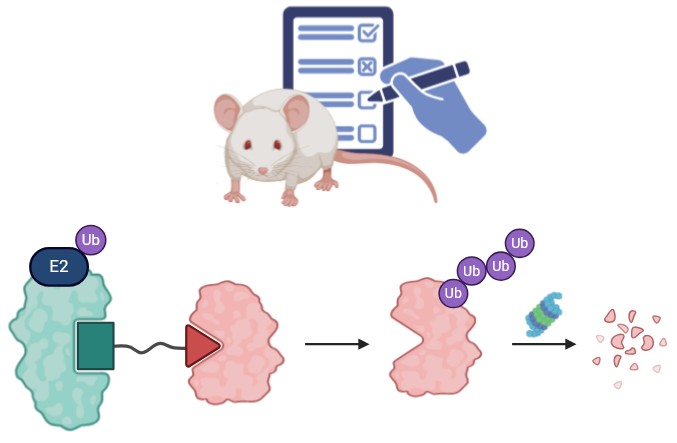 Protein degrader in vivo evaluation services for drug development