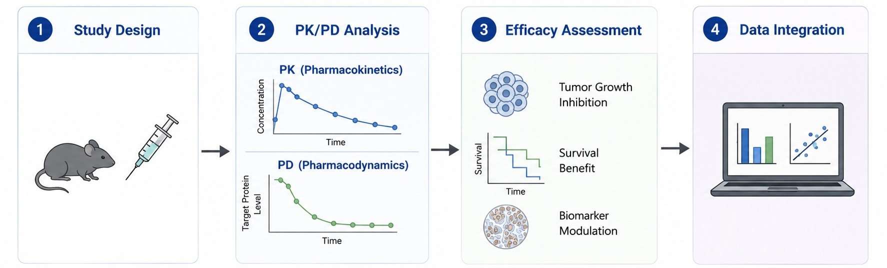 In vivo evaluation workflow for protein degrader development